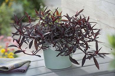 网传育碧在开发《刀锋战士》游戏 你期待吗？